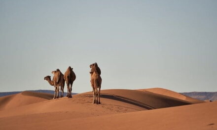 Viaggiare in Marocco: cosa devi sapere per dormire nel deserto