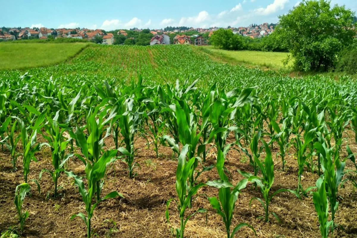 produzione coltivazioni agrarie