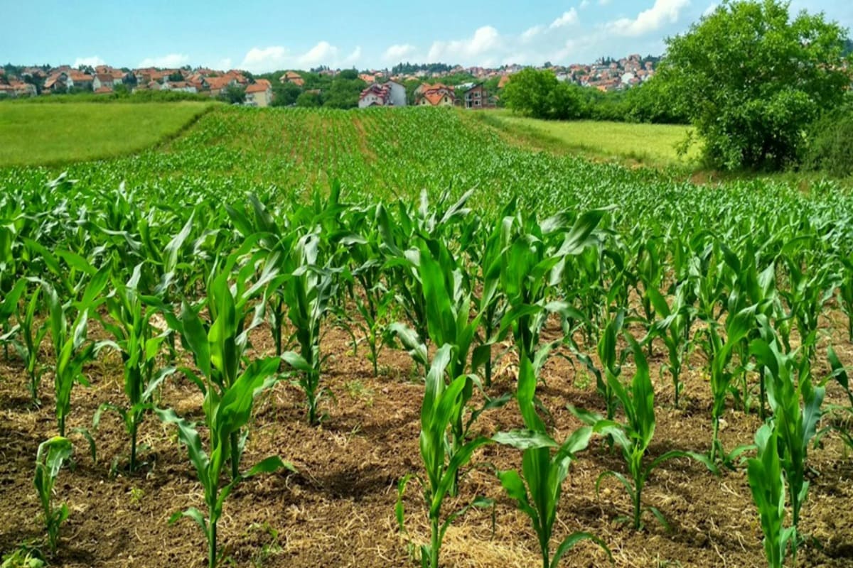 produzione coltivazioni agrarie